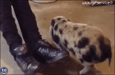 Humor - Fun Animales Cerdos - Jabalíes 01 