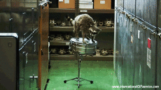 Humor -  Fun Animals Raccoons 01 