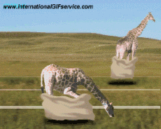 Humor -  Fun Animals Giraffes 01 
