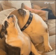 Humor -  Fun Animals Dogs 04 