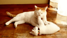 Humor -  Fun Tiere Katze 05 