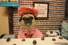 Umorismo -  Fun Animali Cani 03 