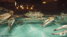 Humor -  Fun Animals Crabs 01 