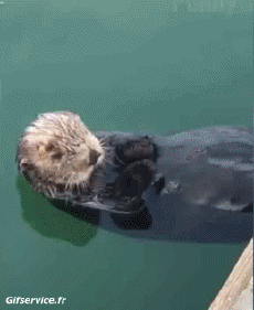 Humor -  Fun Tiere Otters 01 