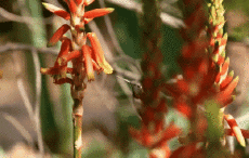 Humor - Fun Animales Pájaros Colibrí 