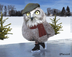 Humour - Fun Animaux Oiseaux Rapace & Nocturne 