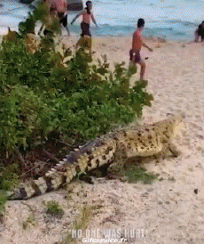 Humor -  Fun Animals Crocodiles - Caiman 01 