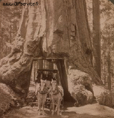 Humour - Fun 3D Effets Stéreoscopique Wiggle 