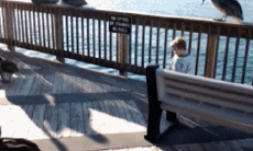 Humor -  Fun Animals Birds Pelicans 