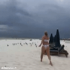 Humor -  Fun Animals Birds Seagulls 