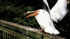 Humour - Fun Animaux Oiseaux Pélicans 