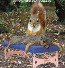 Humor -  Fun Tiere Eichhörnchen 01 