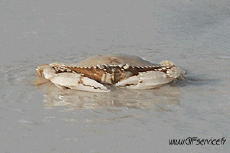 Humour - Fun Animaux Crabes 01 