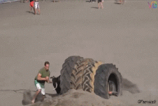 Humor -  Fun Animals Bulls 01 