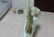 Humor -  Fun Tiere Katze 04 