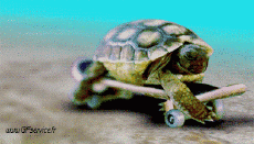 Humor -  Fun Animals Turtles 01 