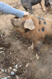 Humor -  Fun Animals Pigs - Bushpigs Serie 02 