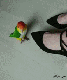 Humour - Fun Animaux Oiseaux Pérroquet Péruche 