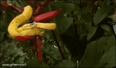 Humor - Fun Animales Serpientes 01 