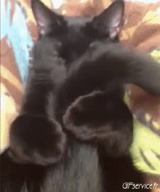 Humor - Fun Animales Gatos 06 