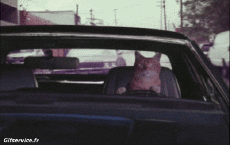 Umorismo -  Fun Animali Gatti 06 