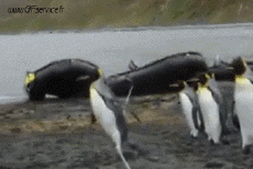 Humor -  Fun Animals Penguins 01 