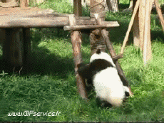 Humor -  Fun Tiere Bär 01 