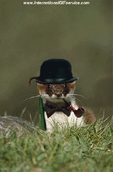 Humor -  Fun Tiere Frettchen 01 