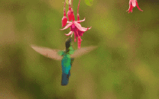 Humor -  Fun Animals Birds Hummingbird 