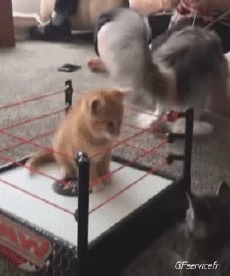 Humor - Fun Animales Gatos 06 