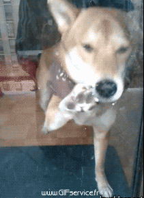 Humor -  Fun Animals Dogs 03 