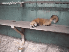 Humor -  Fun Tiere Fuchs 01 