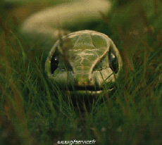 Umorismo -  Fun Animali Serpenti 01 