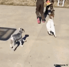 Humor - Fun Animales Cabras - Perilla Serie 02 