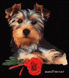 Humor - Fun Animales Perros 01 