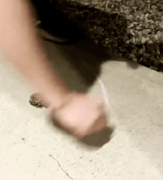 Humor - Fun Animales Ranas 01 