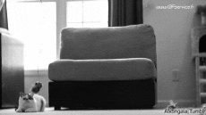 Humor -  Fun Animals Cats 02 