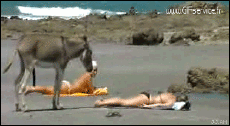 Humor - Fun Animales Burros 01 
