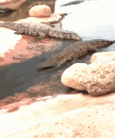 Humor -  Fun Tiere Krokodile - Kaiman 01 