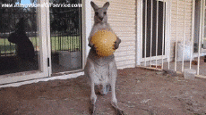 Humor -  Fun Animals Kangaroos 01 