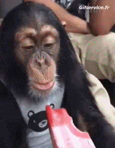 Humor -  Fun Animals Monkeys 01 