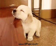 Humor - Fun Animales Perros 03 