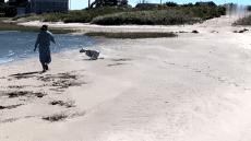 Humor -  Fun Animals Dogs 04 