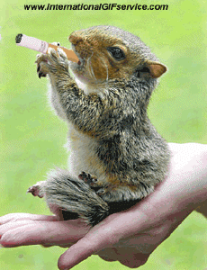 Humor -  Fun Animals Squirrels 01 