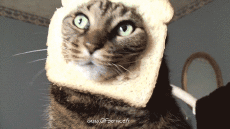 Humor -  Fun Animals Cats 02 