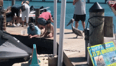 Humor - Fun Animales Pájaros Pelícanos 