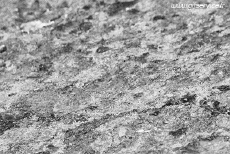 Humour - Fun Animaux Escargots 01 