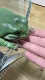 Humor - Fun Animales Ranas 01 