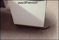 Humor -  Fun Animals Dogs 03 