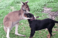 Humor - Fun Animales Canguros 01 